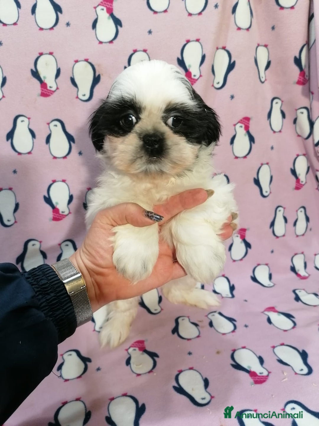 Shih Tzu cani in vendita: Shih Tzu imperiale cuccioli - Annuncio 11