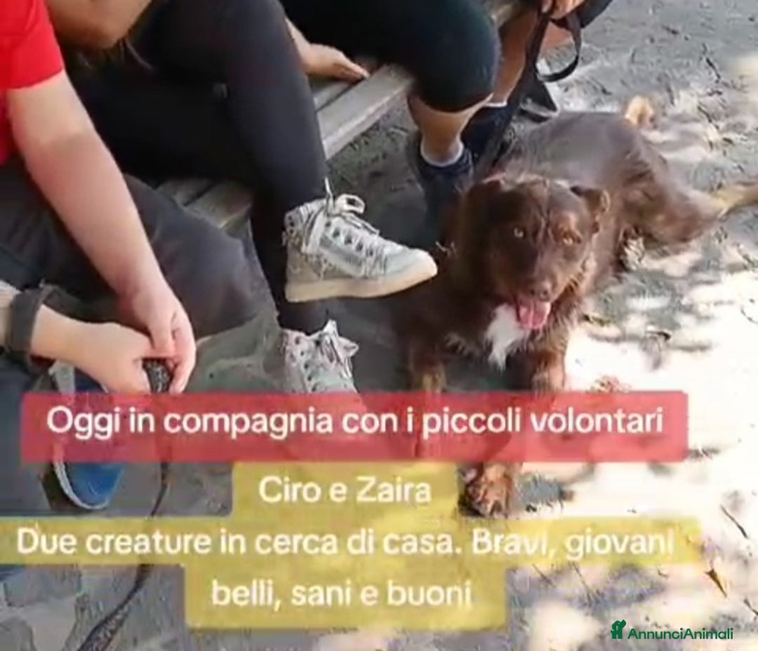 Meticcio cani in regalo: Ciro 2anni marrone fulvo occhi ambra splendido!SUD a Città metropolitana di Milano - Annuncio 9