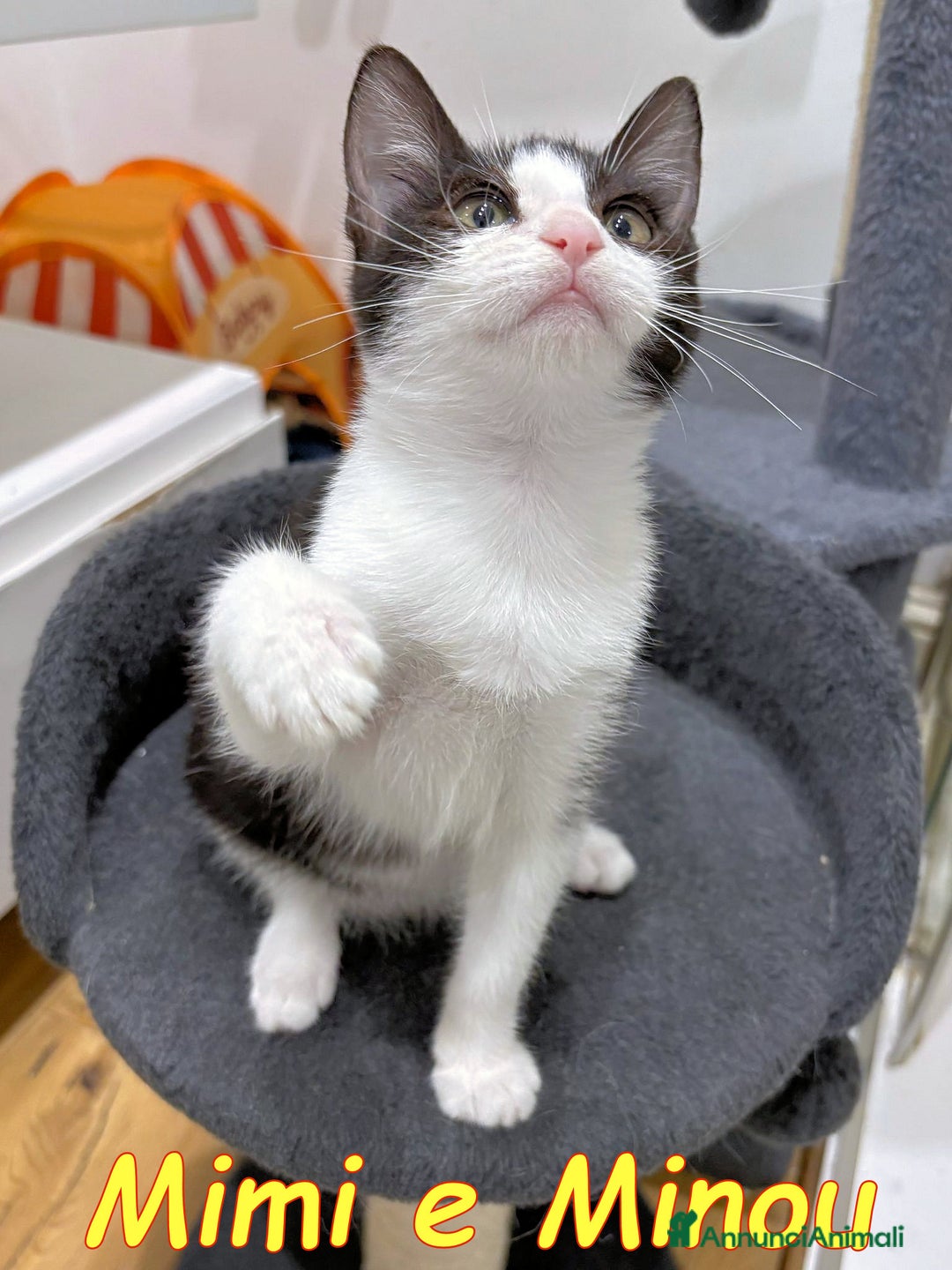 Europeo gatti in regalo: MIMI E MINOU DOLCISSIME SORELLINE - Annuncio 3