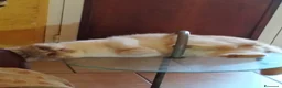 Persiano gatti in vendita: Gattini persiani ed Exotic Shortair  - Annuncio 2