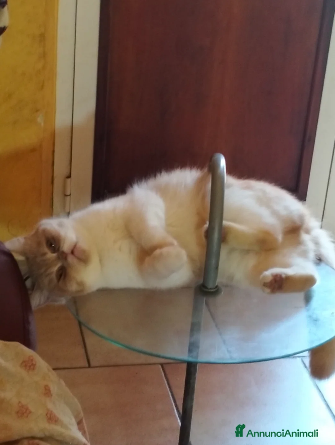 Persiano gatti in vendita: Gattini persiani ed Exotic Shortair  - Annuncio 2