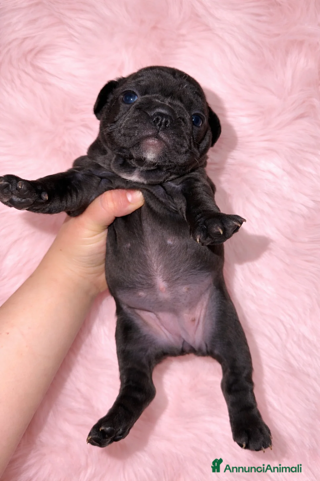 Bulldog Francese cani in vendita: Bulldog francese  a Provincia di Varese - Annuncio 4