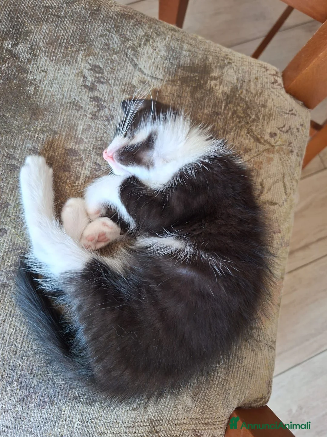 Meticcio gatti in regalo: regalo gattino  a Provincia di Latina - Annuncio 3