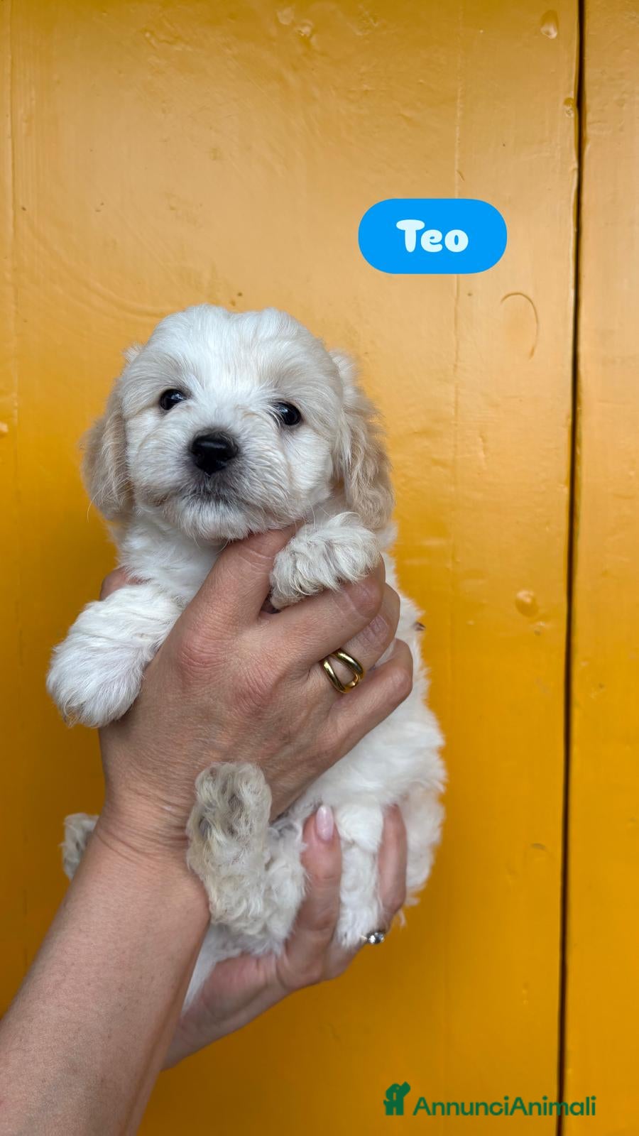 Maltipoo cani maltipoo - Annuncio 9