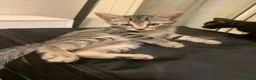Meticcio gatti in regalo: Piccino, neanche 2 mesi  - Annuncio 1