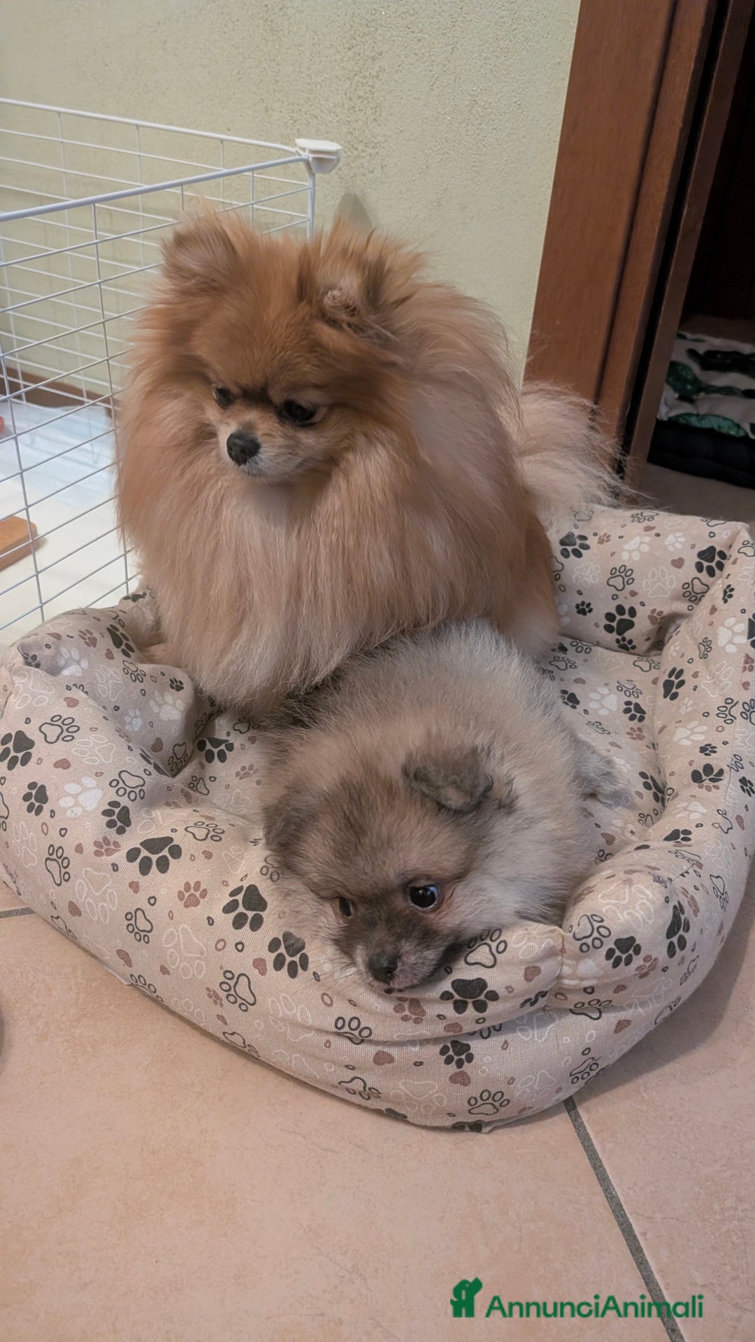 Volpino Pomerania cani in vendita: Volpino pomerania pedigree - Annuncio 1