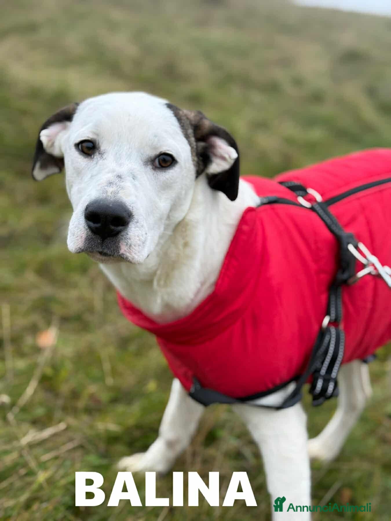 Meticcio cani BALINA, cucciola mix DOGO ARGENTINO. Tenerissima!! - Annuncio 1