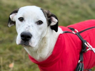 Meticcio cani BALINA, cucciola mix DOGO ARGENTINO. Tenerissima!! - Annuncio 1