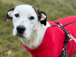 Meticcio cani BALINA, cucciola mix DOGO ARGENTINO. Tenerissima!! - Annuncio 13