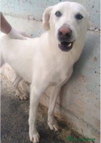 Meticcio cani 5anni tg media da sempre chiuso in cella! SUD SOS a Città Metropolitana di Milano - Annuncio 7