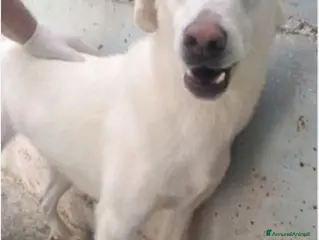 Meticcio cani 5anni tg media da sempre chiuso in cella! SUD SOS a Città Metropolitana di Milano - Annuncio 22