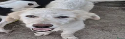 Meticcio cani in regalo: EROS 💙 una nuvola bianca. Con quattro zampe. a Provincia di Brescia - Annuncio 3
