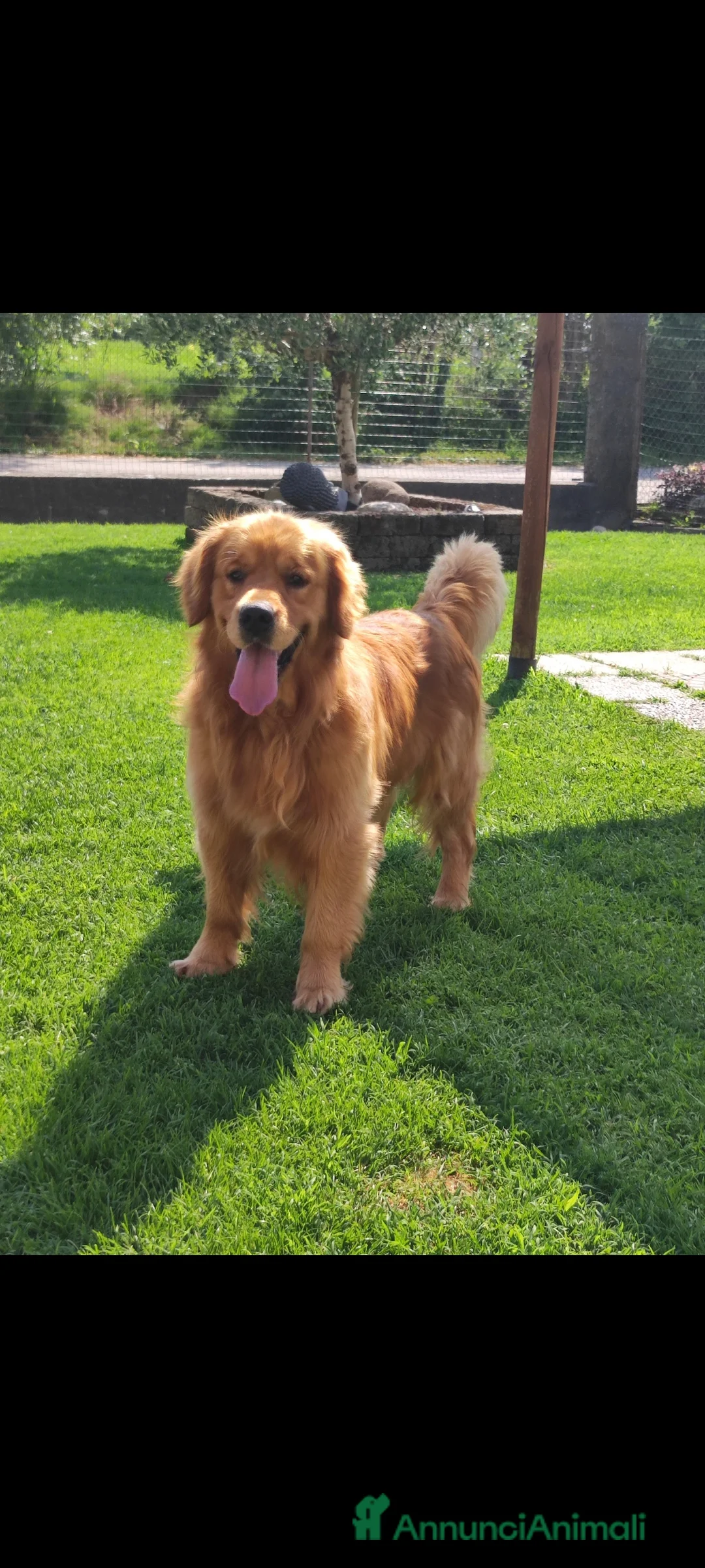 Golden Retriever cani in vendita: Cuccioli di Golden retriever con pedigree ENCI  a Provincia di Verona - Annuncio 6