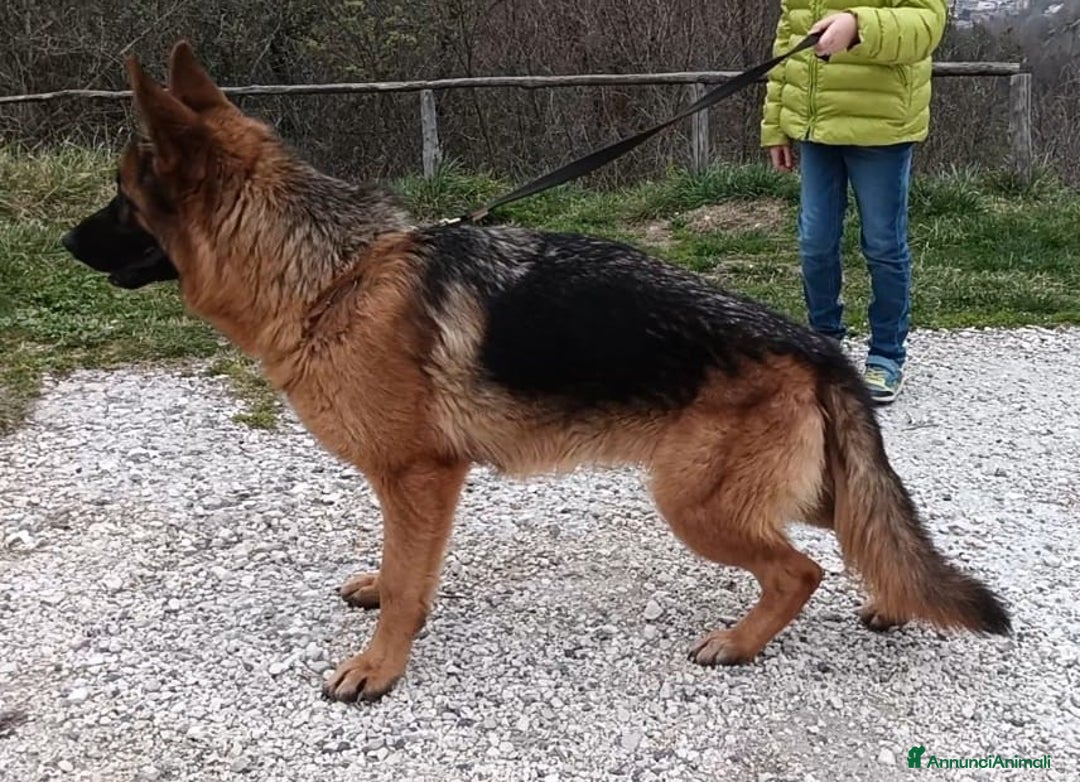 Pastore Tedesco cani in vendita: Femmina di Pastore Tedesco a Città metropolitana di Roma Capitale - Immagine 2