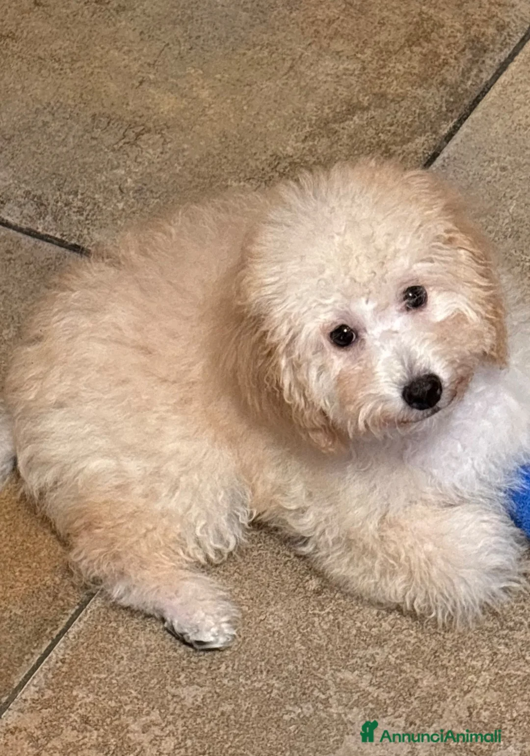Barboncino Toy cani in vendita: Barboncini toy e nani (possibile consegna) - Annuncio 1