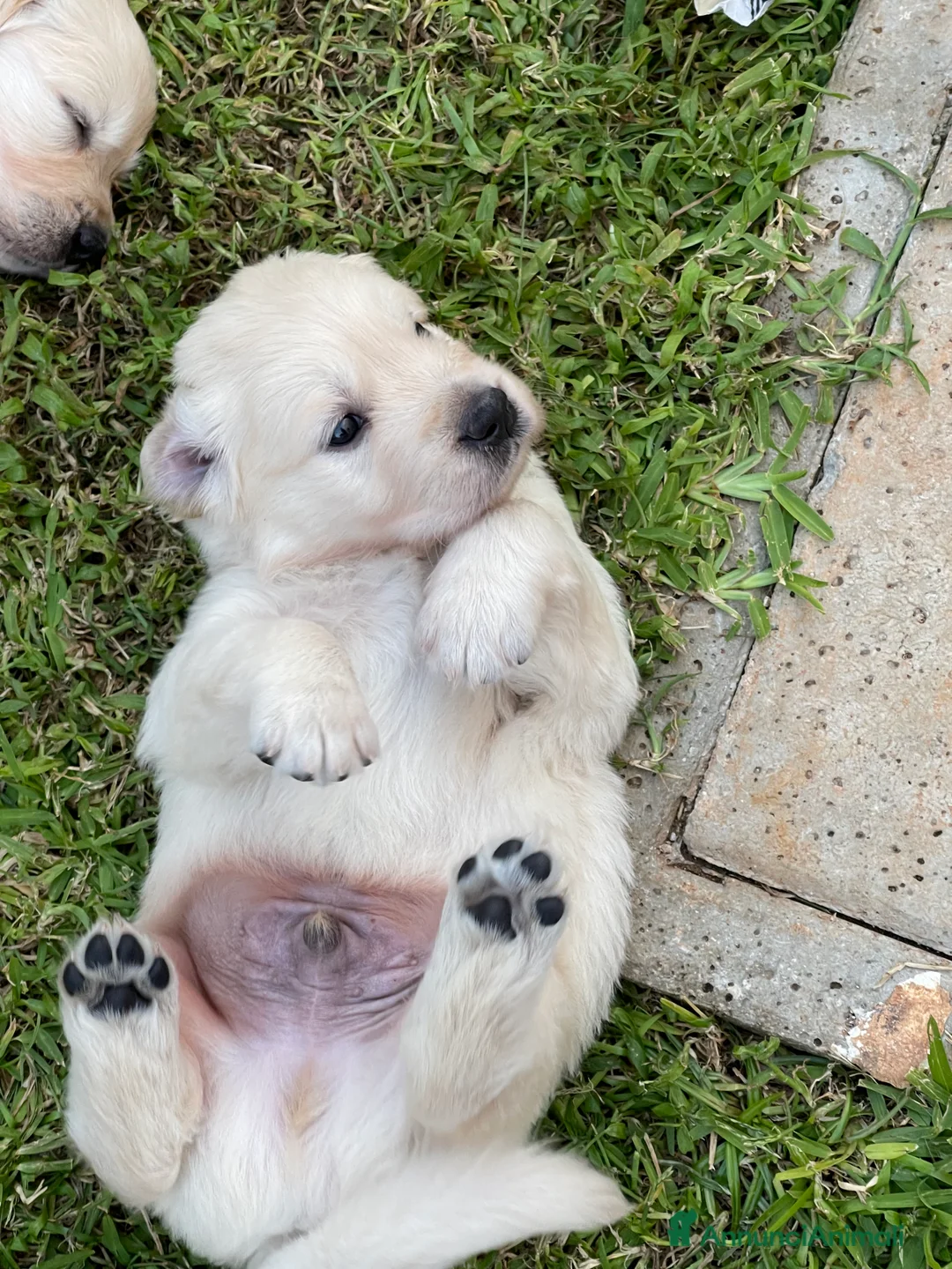 Immagine della galleria {{count}}