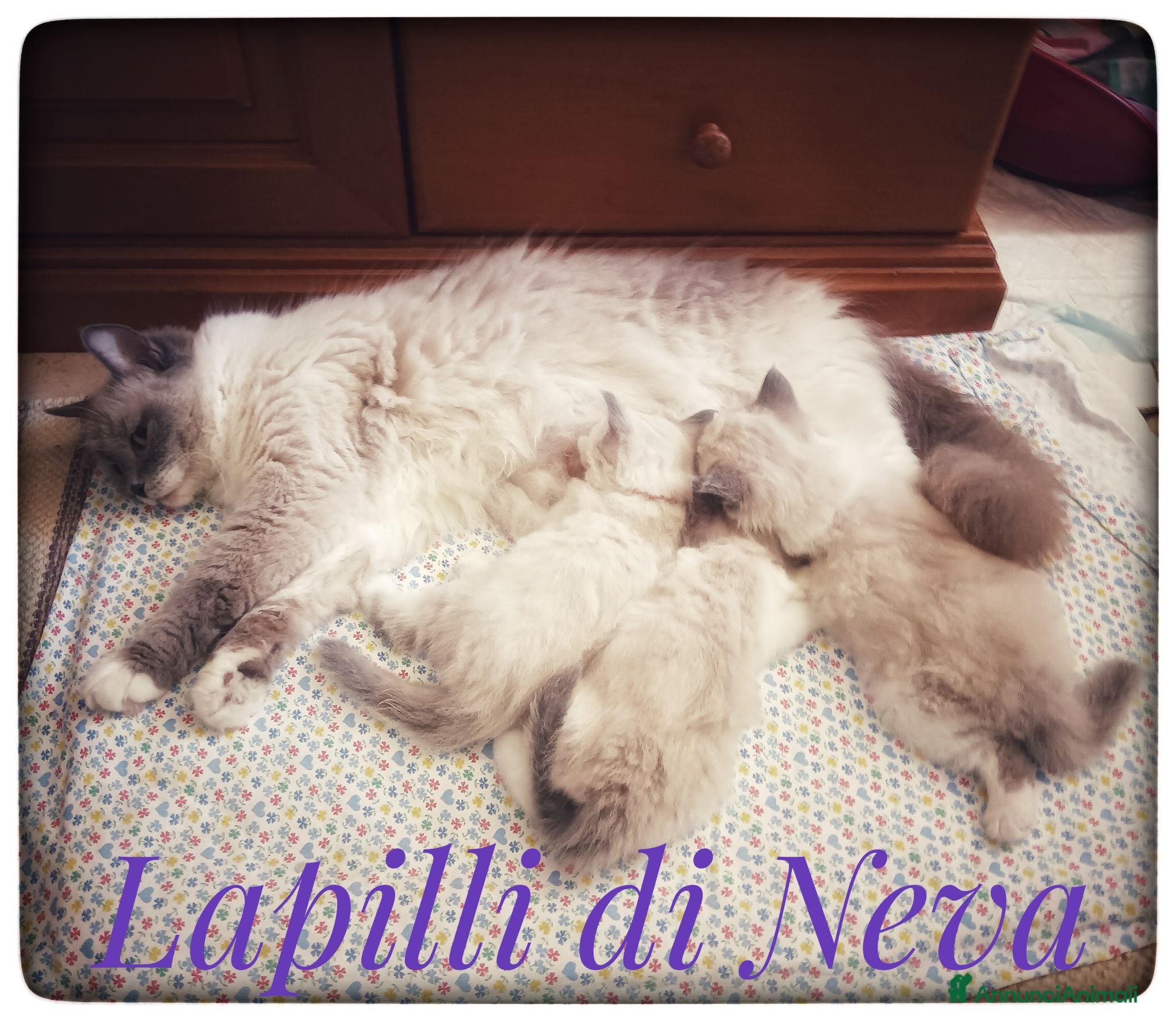 Siberiano gatti Disponibili cuccioli di Siberiani Neva Masquerade  - Annuncio 1