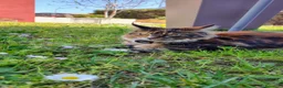 Maine Coon gatti per accoppiamento: Maine coon femmina per accoppiamento a Provincia di Vicenza - Annuncio 4