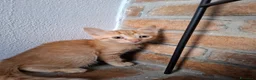 Europeo gatti in regalo: Gattina da adottare - Annuncio 2