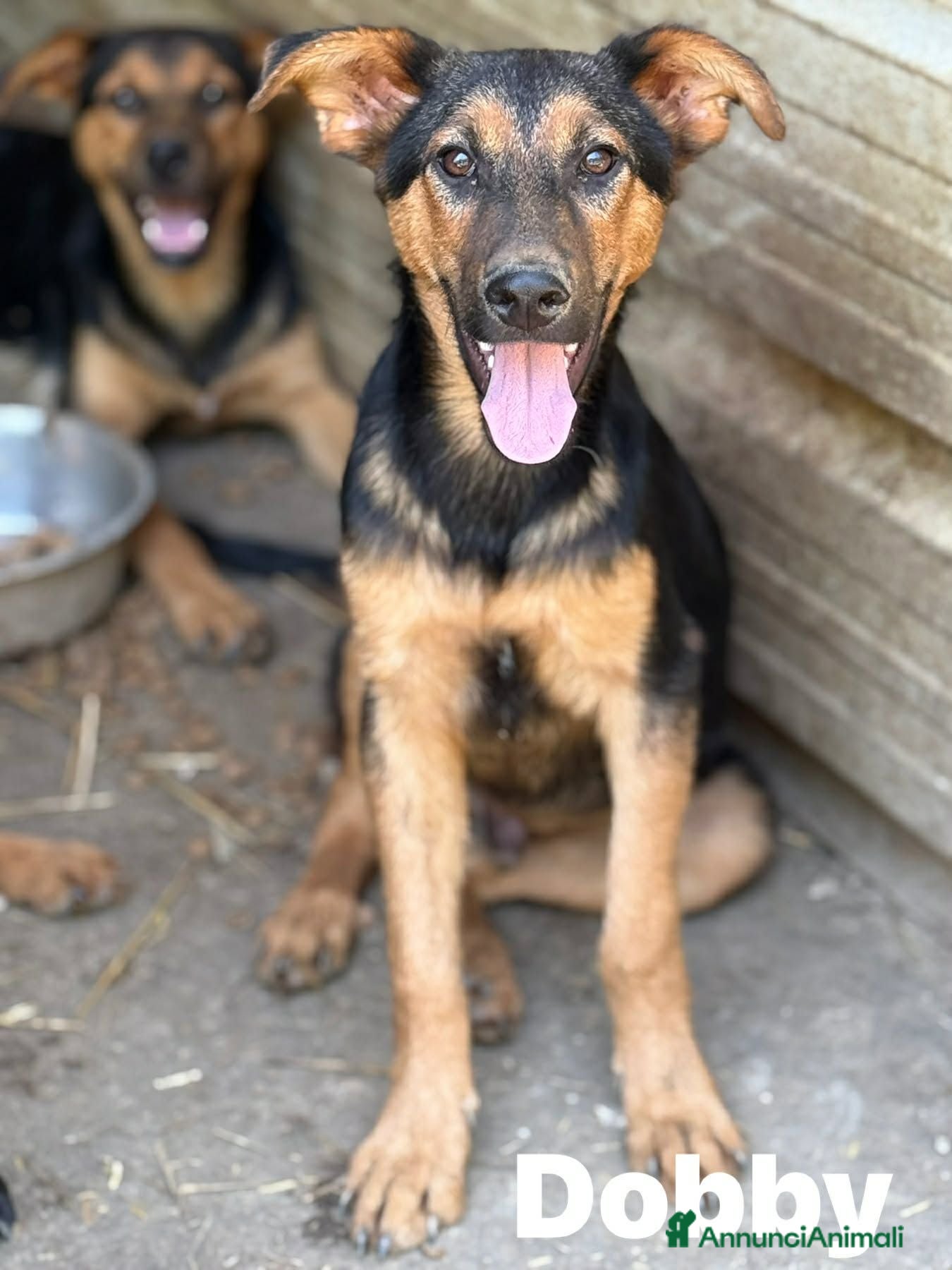 Meticcio cani DOBBY & DARIUS, fratelli dalla sconfinata bontà! - Annuncio 23