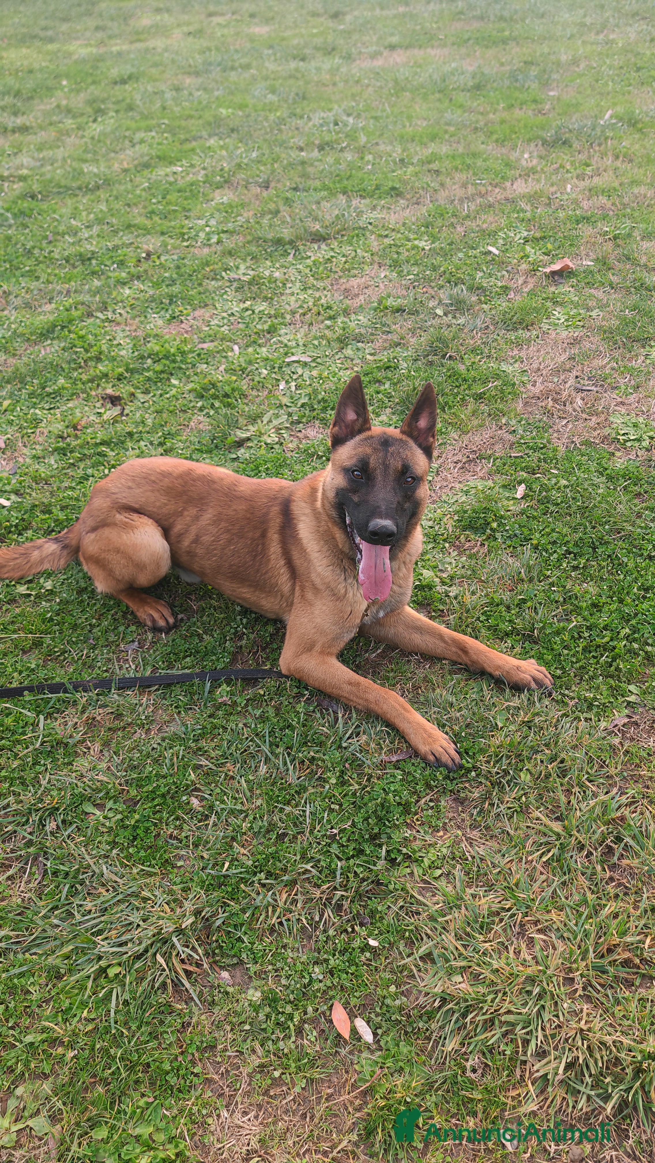 Pastore Belga cani Belga malenois  - Annuncio 1