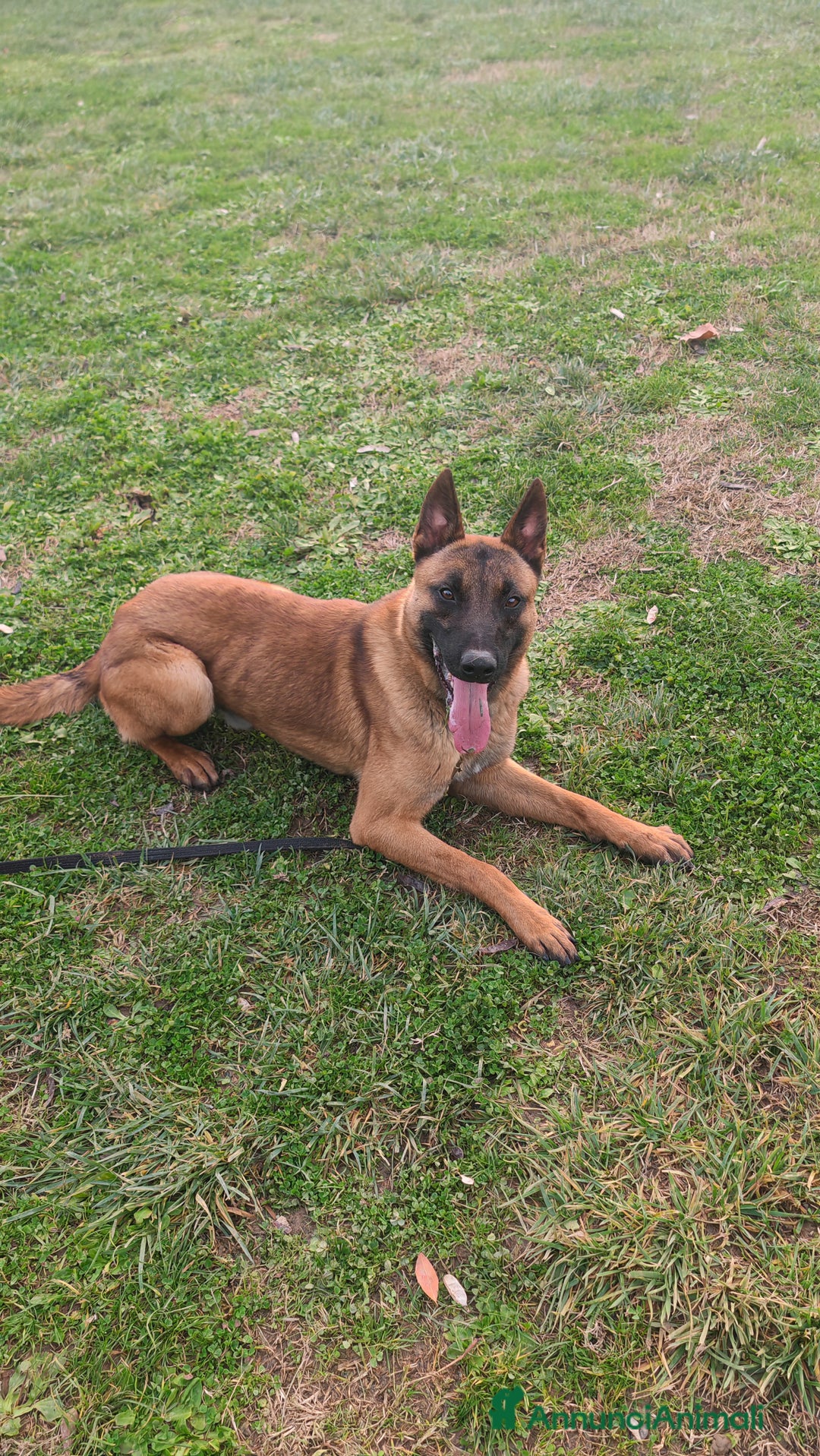 Pastore Belga cani in vendita: Belga malenois  - Annuncio 1