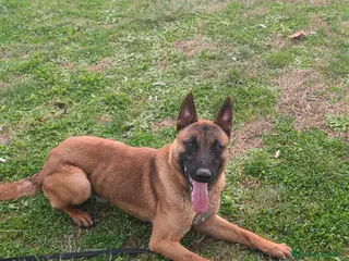 Pastore Belga cani Belga malenois - Annuncio 2