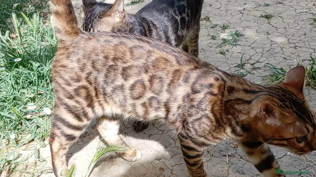 Bengala gatti in vendita: Splendida gattina Bengala  - Annuncio 10