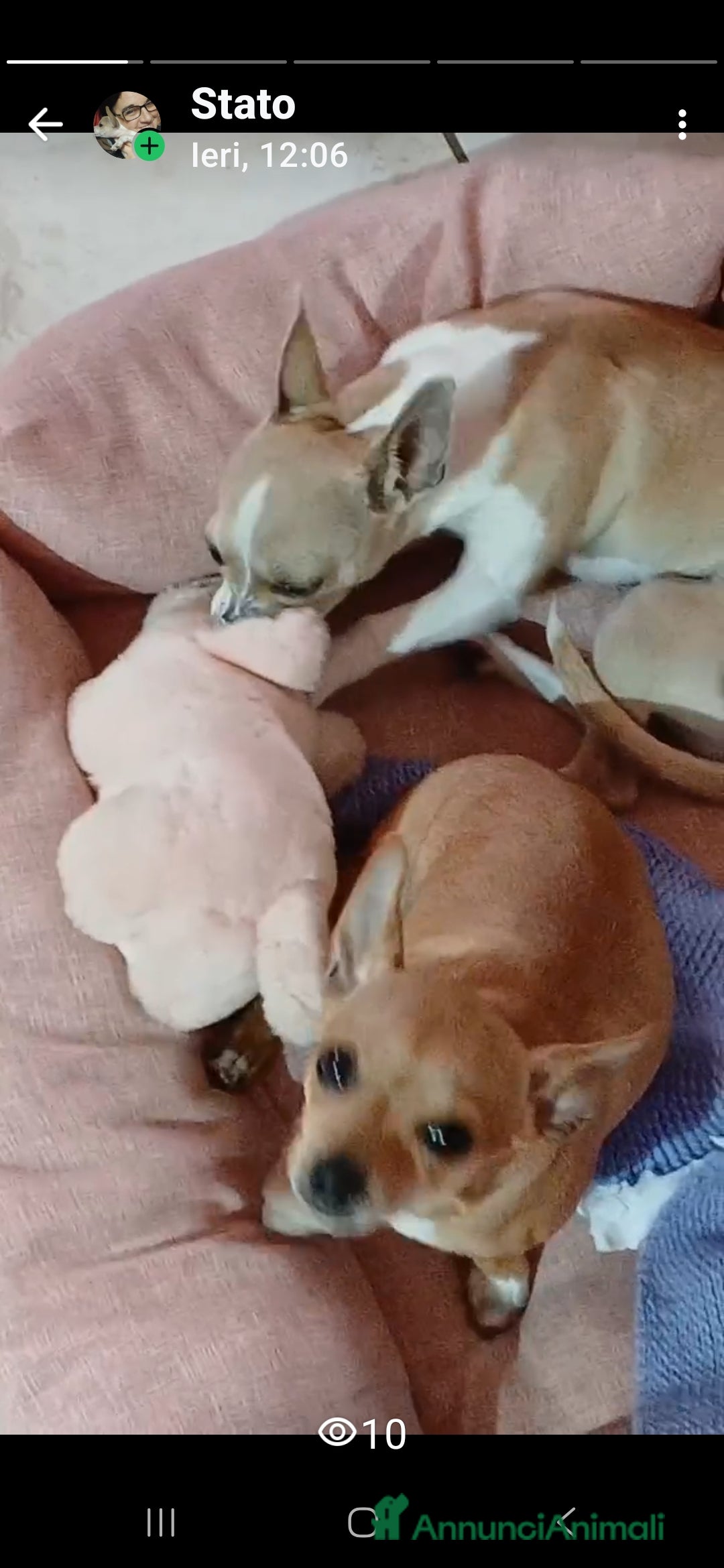 Chihuahua cani in vendita: Chihuahua cucciolini  bellissimi - Annuncio 4