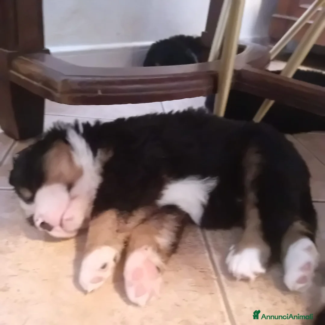 Bovaro del Bernese cani in vendita: Cuccioli bovaro del bernese liguria - Annuncio 1