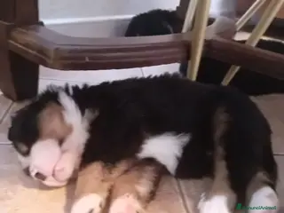 Bovaro del Bernese cani Cuccioli bovaro del bernese liguria - Annuncio 3