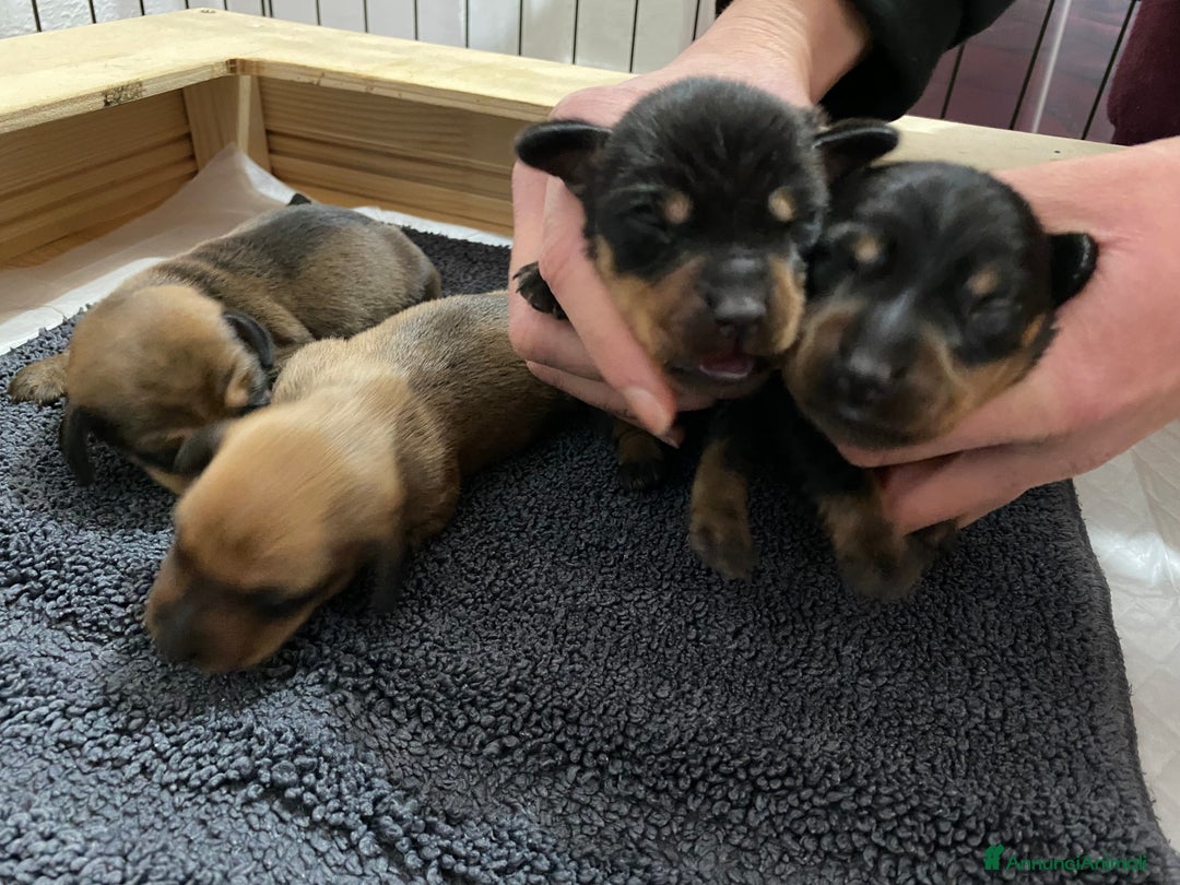 Bassotto cani in vendita: Bassotto - Annuncio 6