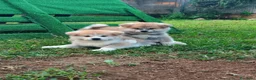 Akita Inu cani in vendita: CUCCIOLI DI AKITA DA ALLEVAMENTO ENCI - Annuncio 3