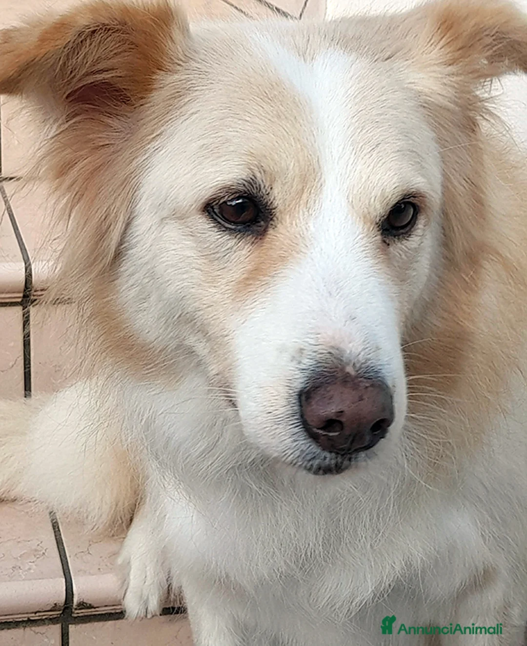 Meticcio cani in regalo: Kelly, dolcissima cagnetta in adozione - Annuncio 4