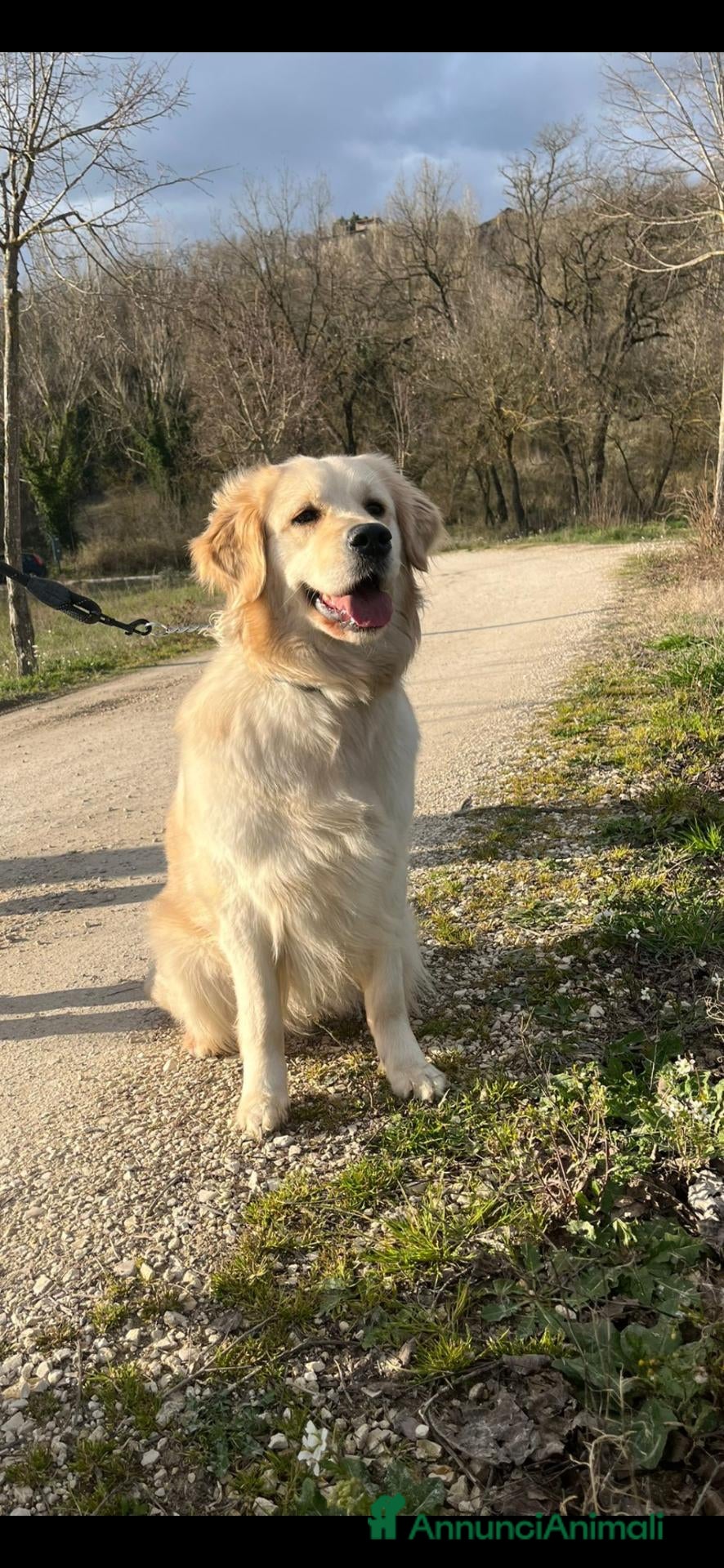 Golden Retriever cani Goldenretriever linea inglese - Annuncio 1