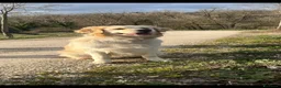 Golden Retriever cani in vendita: Goldenretriever linea inglese - Annuncio 1