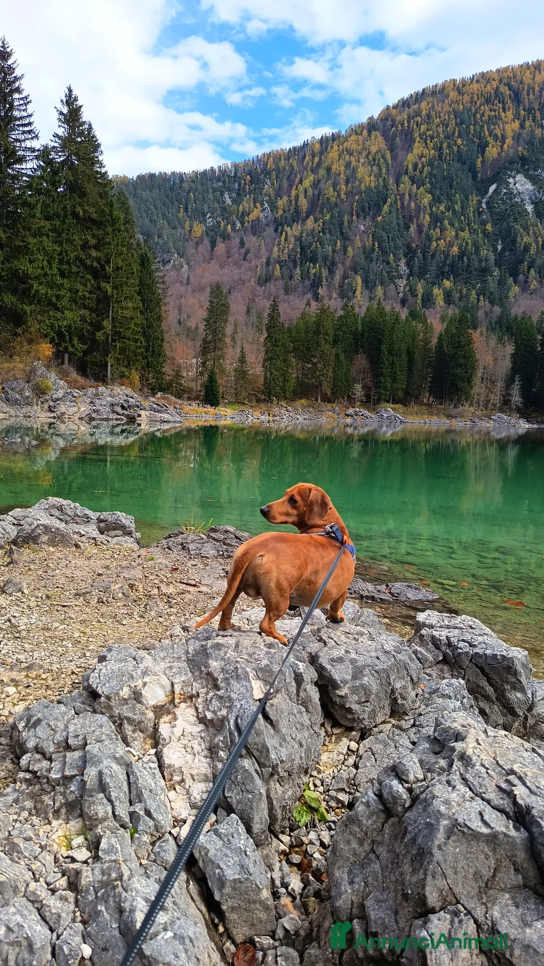 Bassotto cani per accoppiamento: Pablo cerca moglie - Annuncio 1