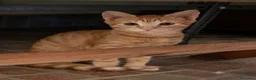 Europeo gatti in regalo: Ribes e Yoghi, bellissimi fratellini - Annuncio 5