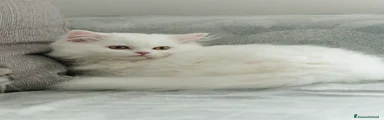 Gattino 1