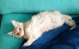 Maine Coon gatti in vendita:  Maine Coon pedigree ANFI senza limitazioni  - Immagine 10