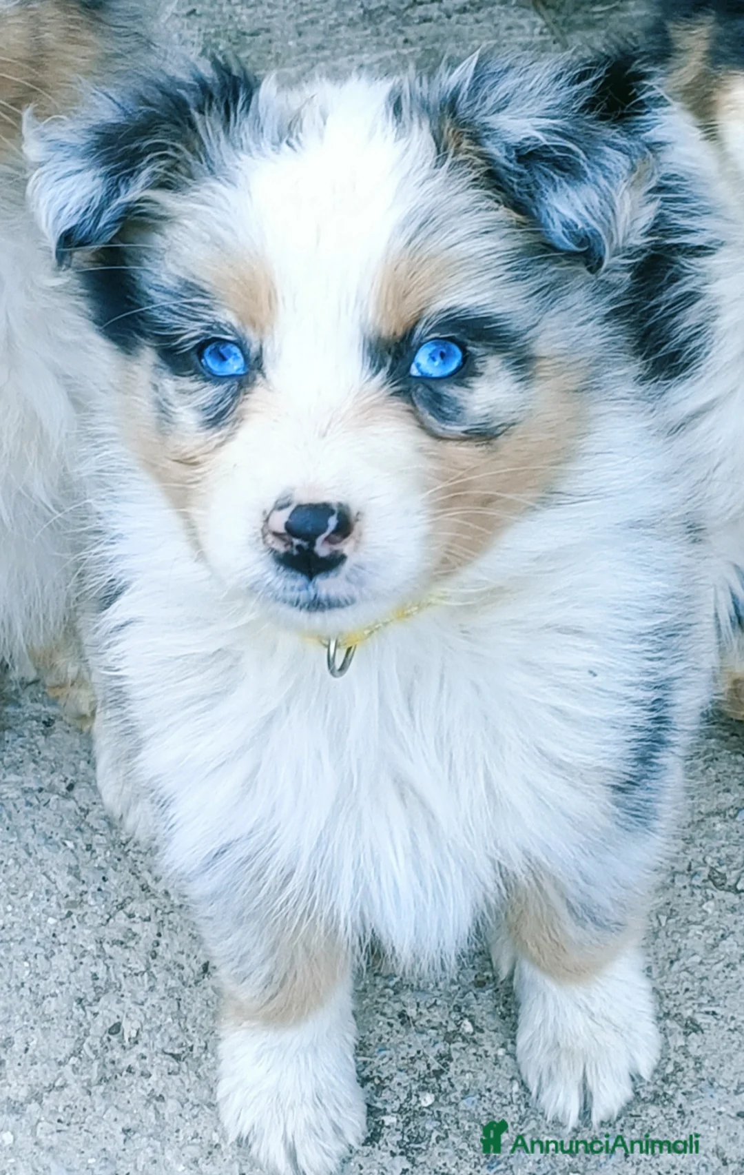 Australian Shepherd cani in vendita: Cuccioli di pastore australiano con pedigree  - Annuncio 7