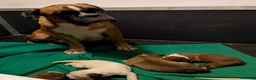 Boxer cani in vendita: CUCCIOLO BOXER SPETTACOLARE  - Annuncio 2