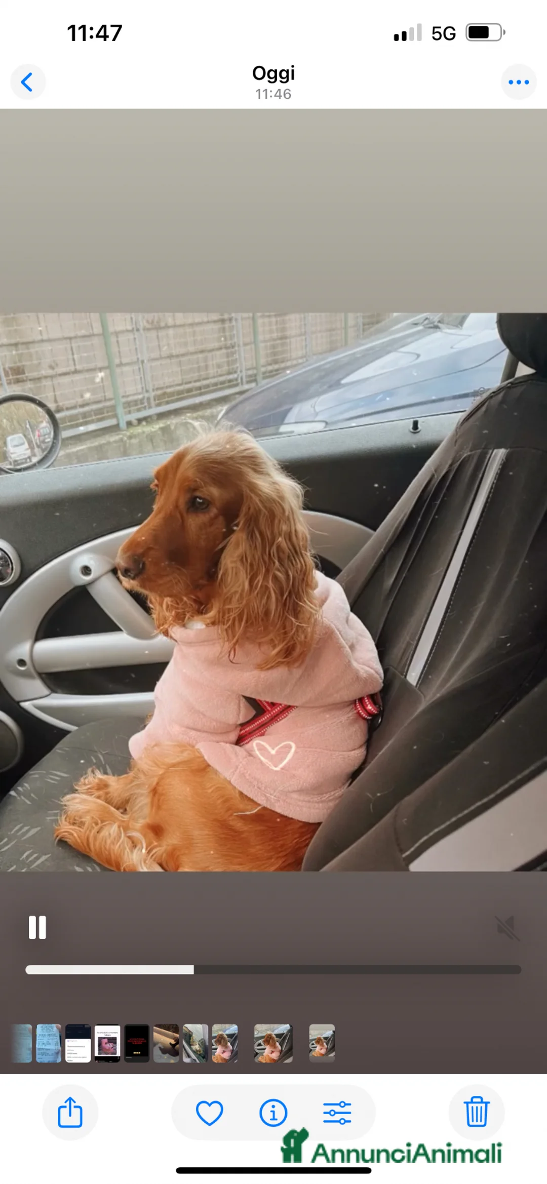 Cocker cani in vendita: Cuccioli di cocker - Annuncio 5