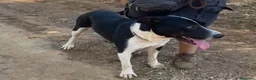 Meticcio cani in regalo: Oliver 14mesi(mamma Pitbull)cresce in box CALABRIA - Annuncio 5