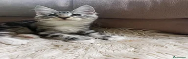 Maine Coon 2