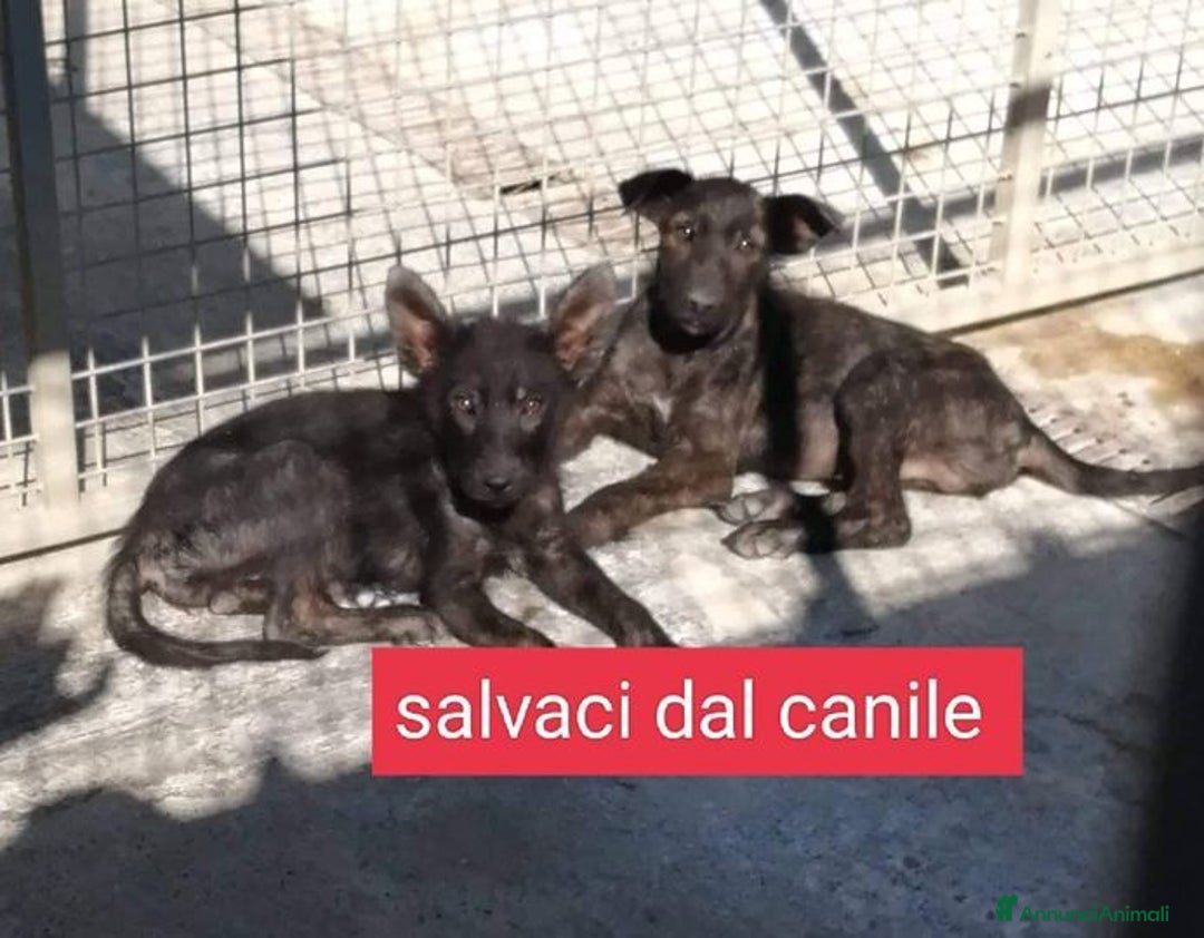 Altre razze cani in regalo: Giovani simil past.ted - SUD - Annuncio 1