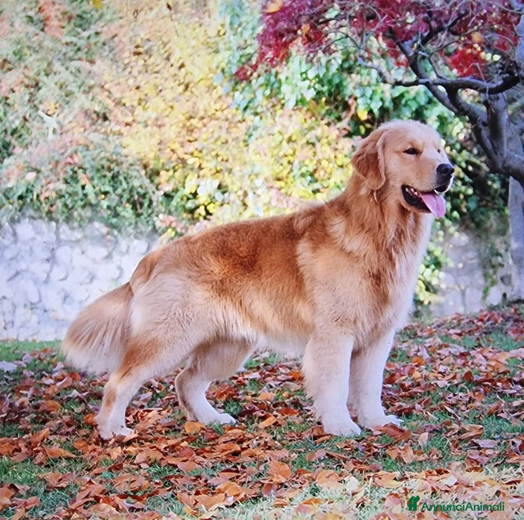 Golden Retriever cani in vendita: Cuccioli golden retriever Americani - Annuncio 1