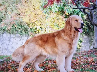 Golden Retriever cani Cuccioli golden retriever Americani - Annuncio 1