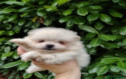 Volpino Pomerania cani in vendita: Volpino di Pomerania  a Provincia di Modena - Immagine 1