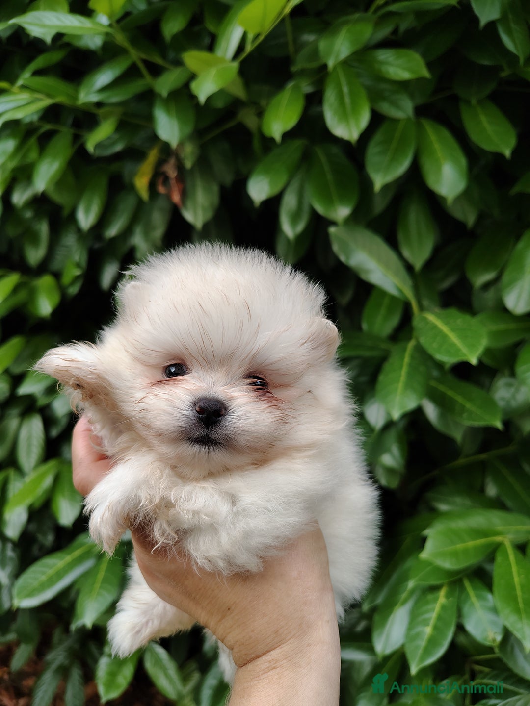 Volpino Pomerania cani in vendita: Volpino di Pomerania  a Provincia di Modena - Immagine 1